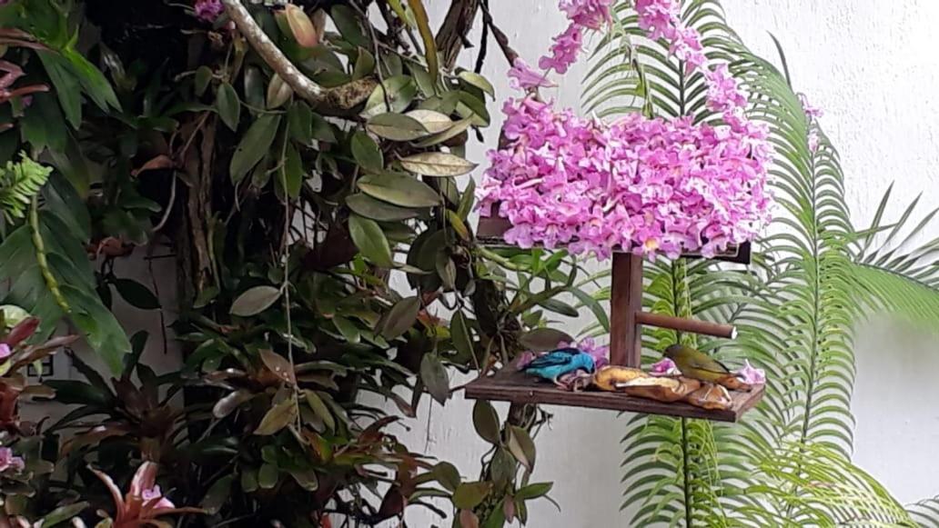 Suites Beija-Flor Araquari Exteriér fotografie